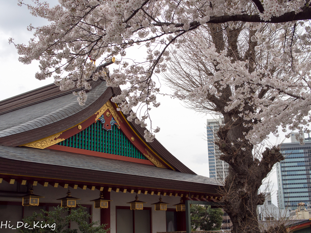 桜と神田明神