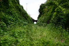 緑の道