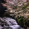 桜の下で流れる小川