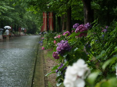 石畳・雨・紫陽花
