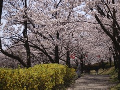 桜街道