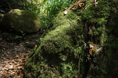 苔がびっしり