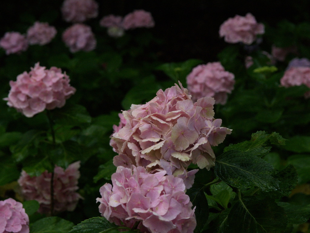 ピンクの紫陽花