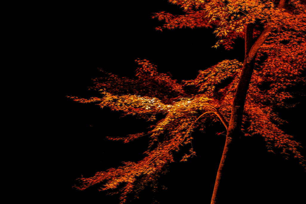 Night Maple