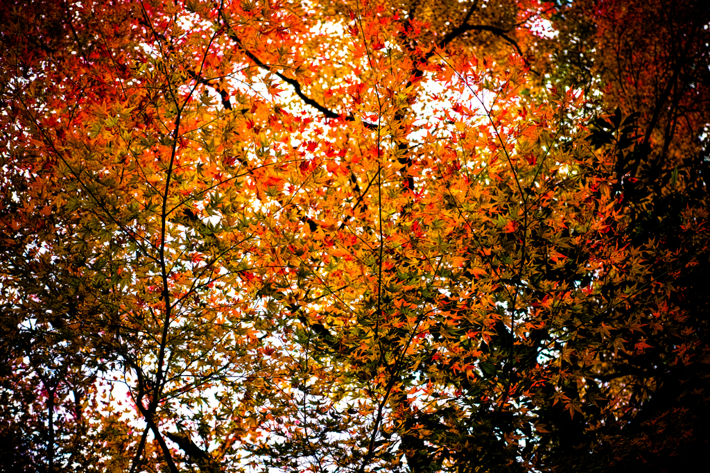 ORANGE MAPLE