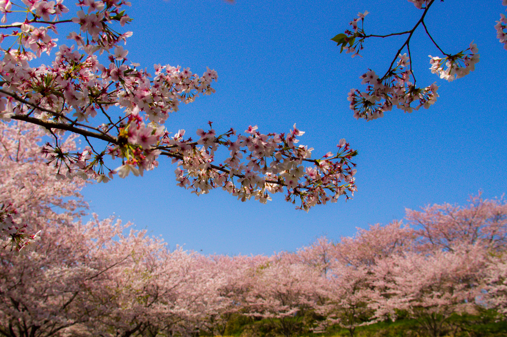 一面の桜
