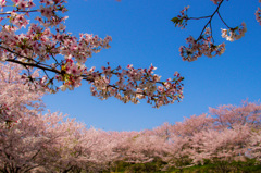一面の桜