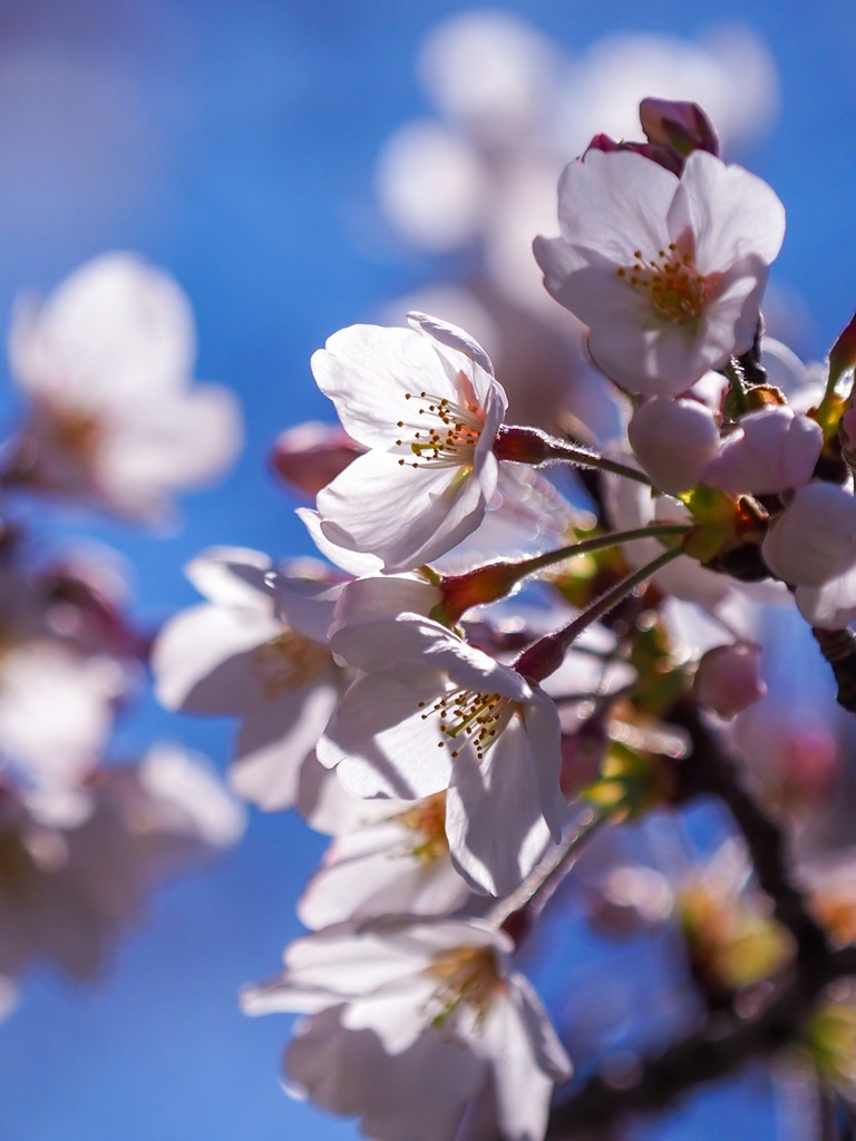 若桜