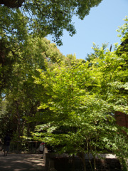 神社の空気は澄んでいる_1