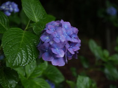 雨にぬれる紫陽花