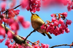 さえずり
