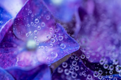  Drops on the hydrangea