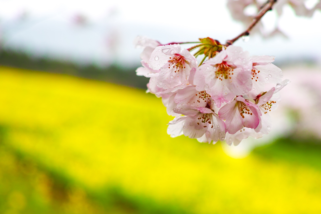 桜一束