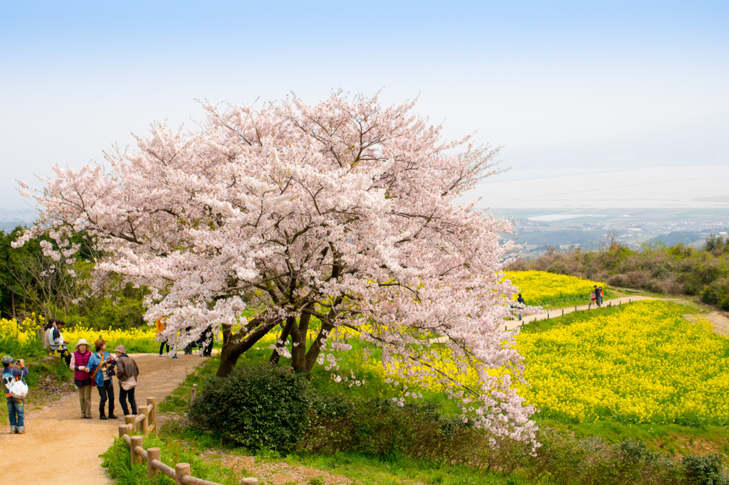 桜と菜の花、春です。
