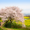 桜と菜の花、春です。