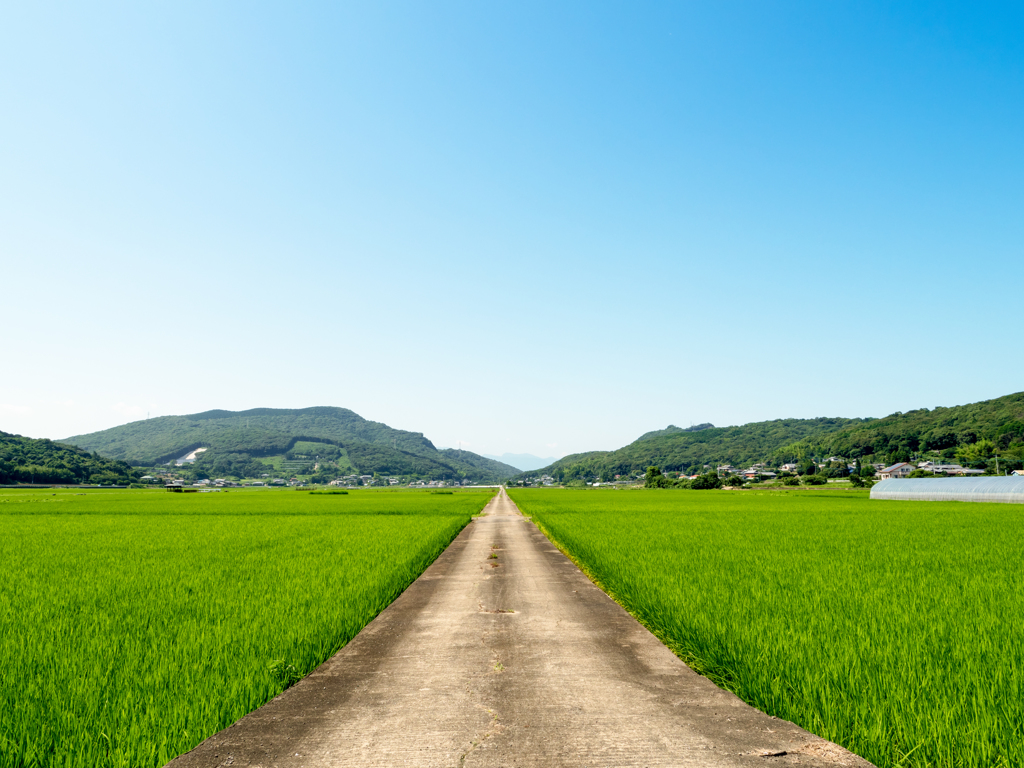 田舎道