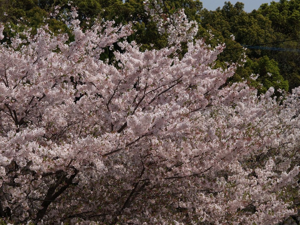 桜燃えろ