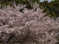 桜燃えろ