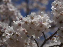 桜が美しい