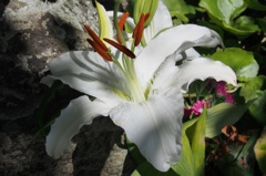 お供花