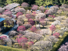 島原城の見事な梅園