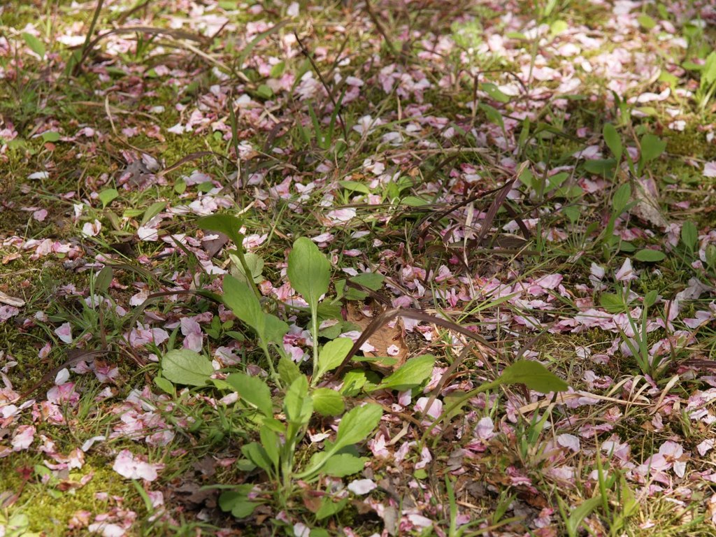 散る花びらと息吹く芽たち