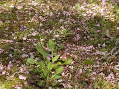散る花びらと息吹く芽たち