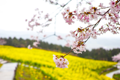 菜の花の黄色をバックに