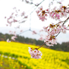 菜の花の黄色をバックに