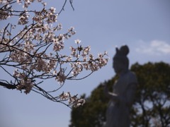 桜の向こうには