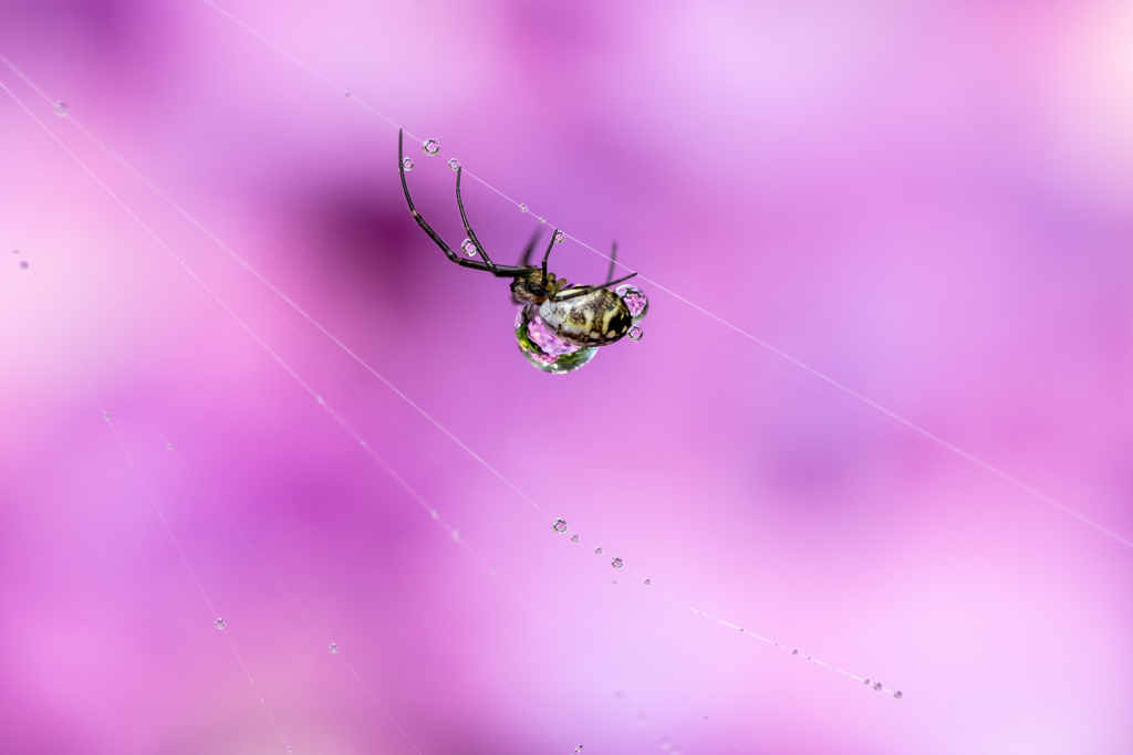 背中に紫陽花