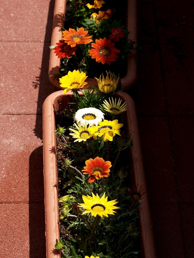 うちの花壇