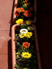 うちの花壇