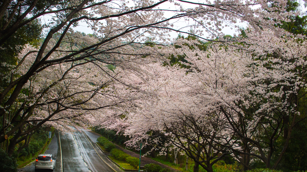 桜街道