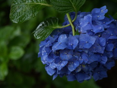紫陽花 はなざかり