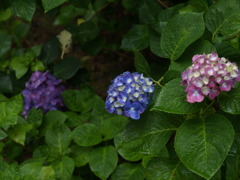 ３色並んできれいな紫陽花