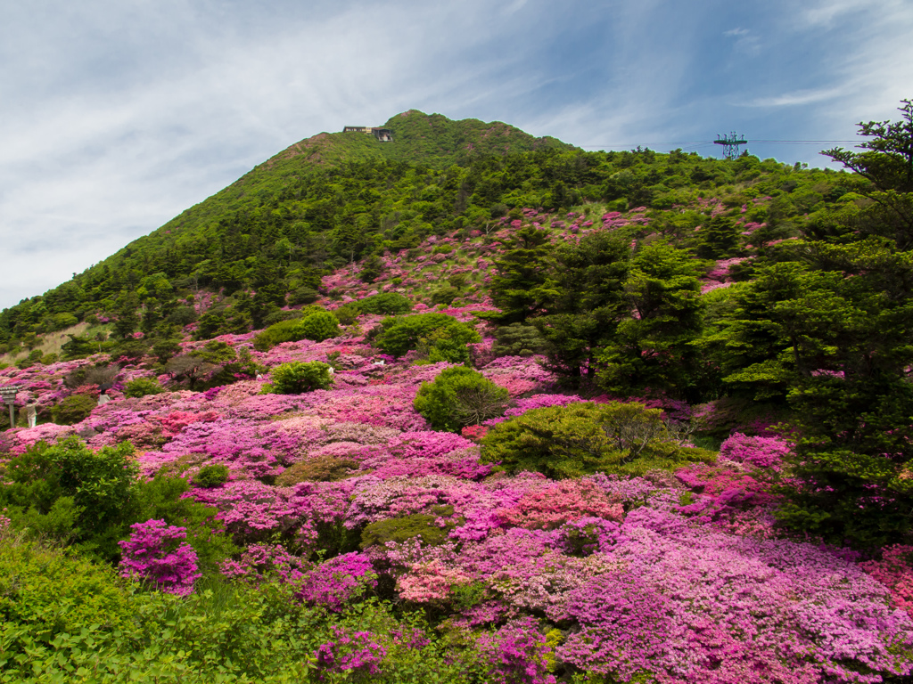 雲仙仁田峠のツツジ