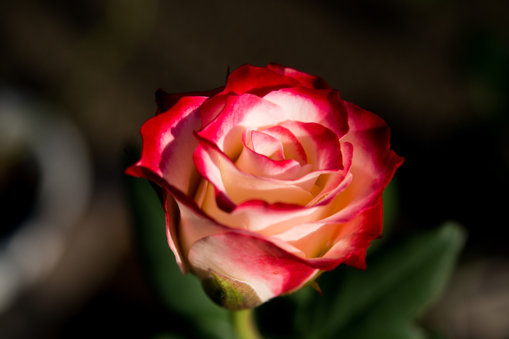 それでも薔薇は美しい