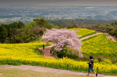 白木峰高原の春