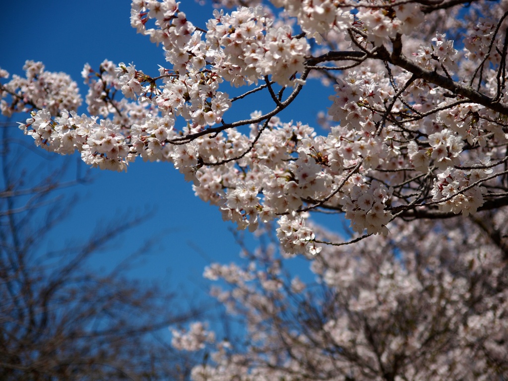 コントラストSAKURA