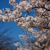 コントラストSAKURA