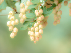 雲仙地獄　ネジキの花