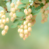 雲仙地獄　ネジキの花
