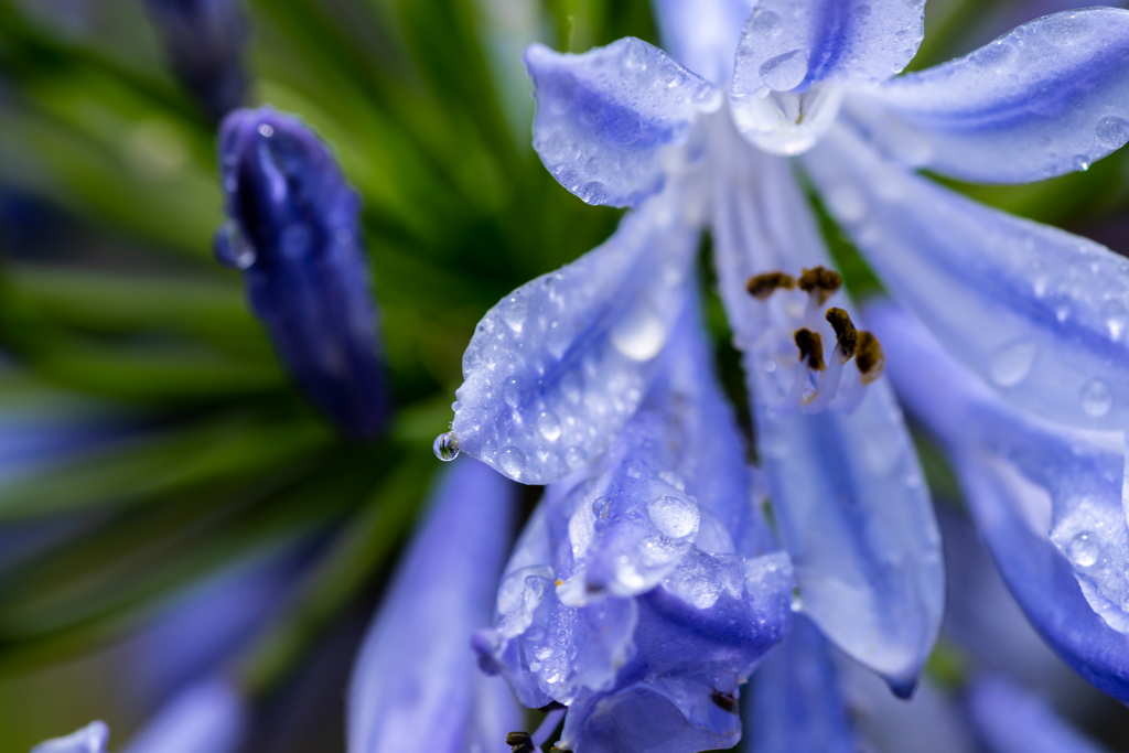 アガパンサスと雨