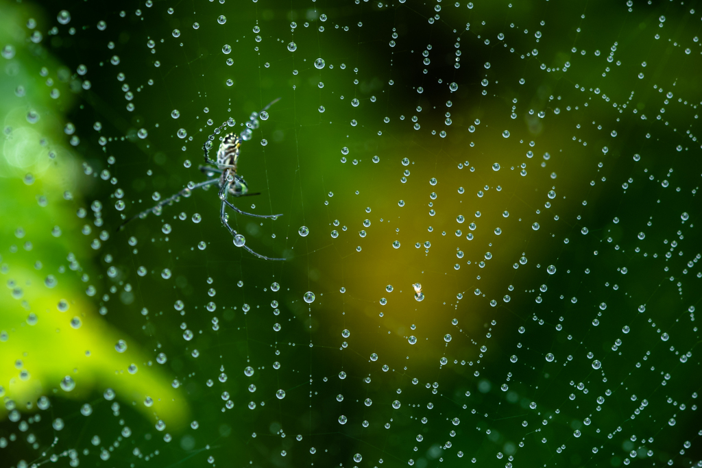雨に濡れても