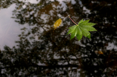 Float