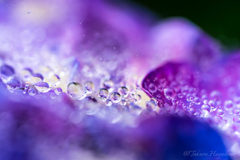  Purple drops