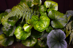 Green feel the vitality