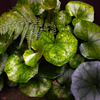 Green feel the vitality