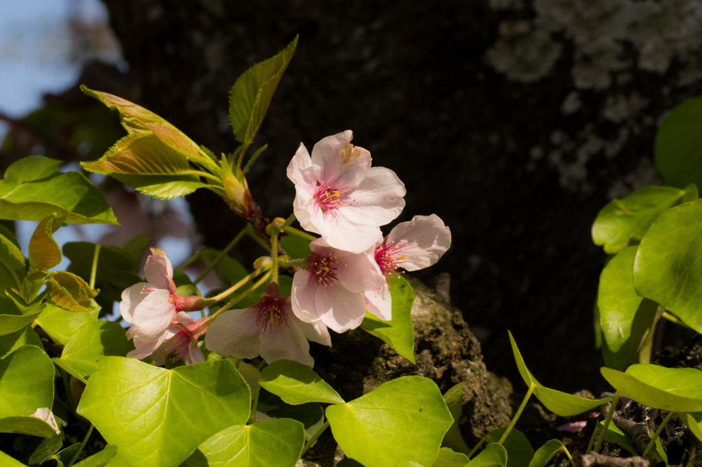 葉桜？